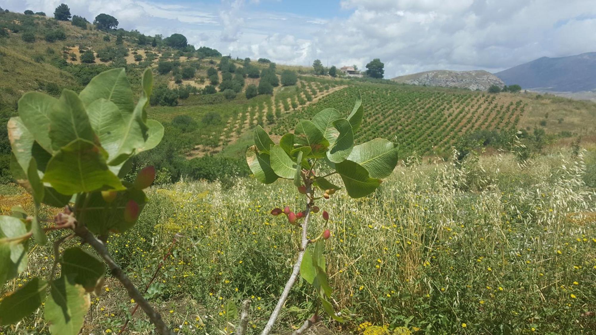 קלטפימי Agriturismo Gessi מראה חיצוני תמונה